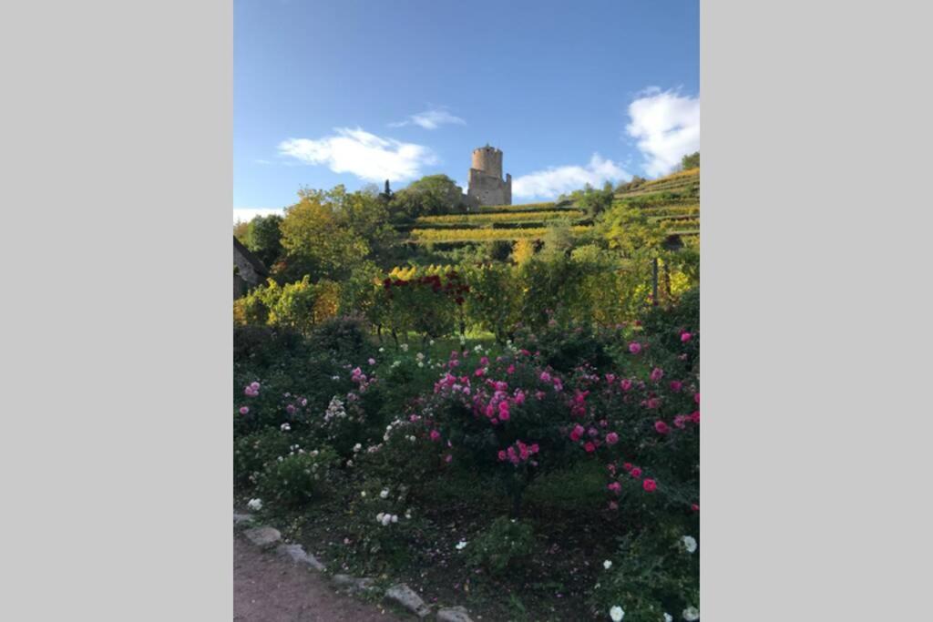 Coeur Alsace Lägenhet Colmar Exteriör bild