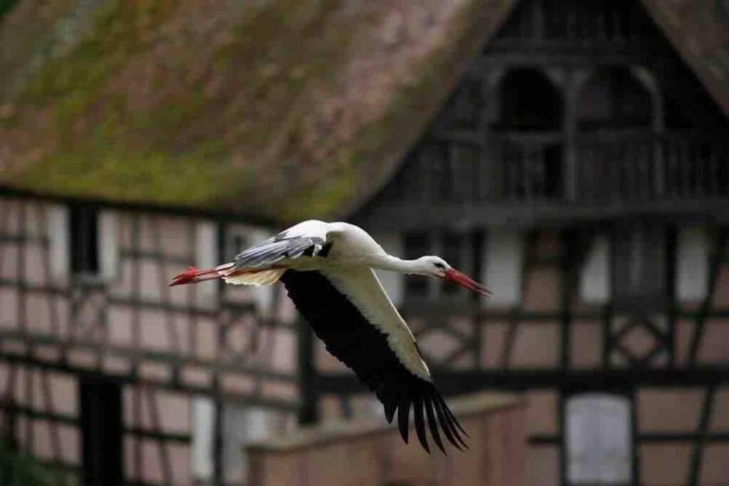 Coeur Alsace Lägenhet Colmar Exteriör bild